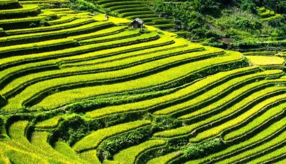 Case study: Embedding energy and agriculture into Viet Nam’s MRV system