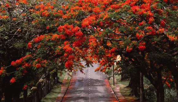 Case Study: Developing a blueprint for an MRV system for the agriculture sector in Fiji